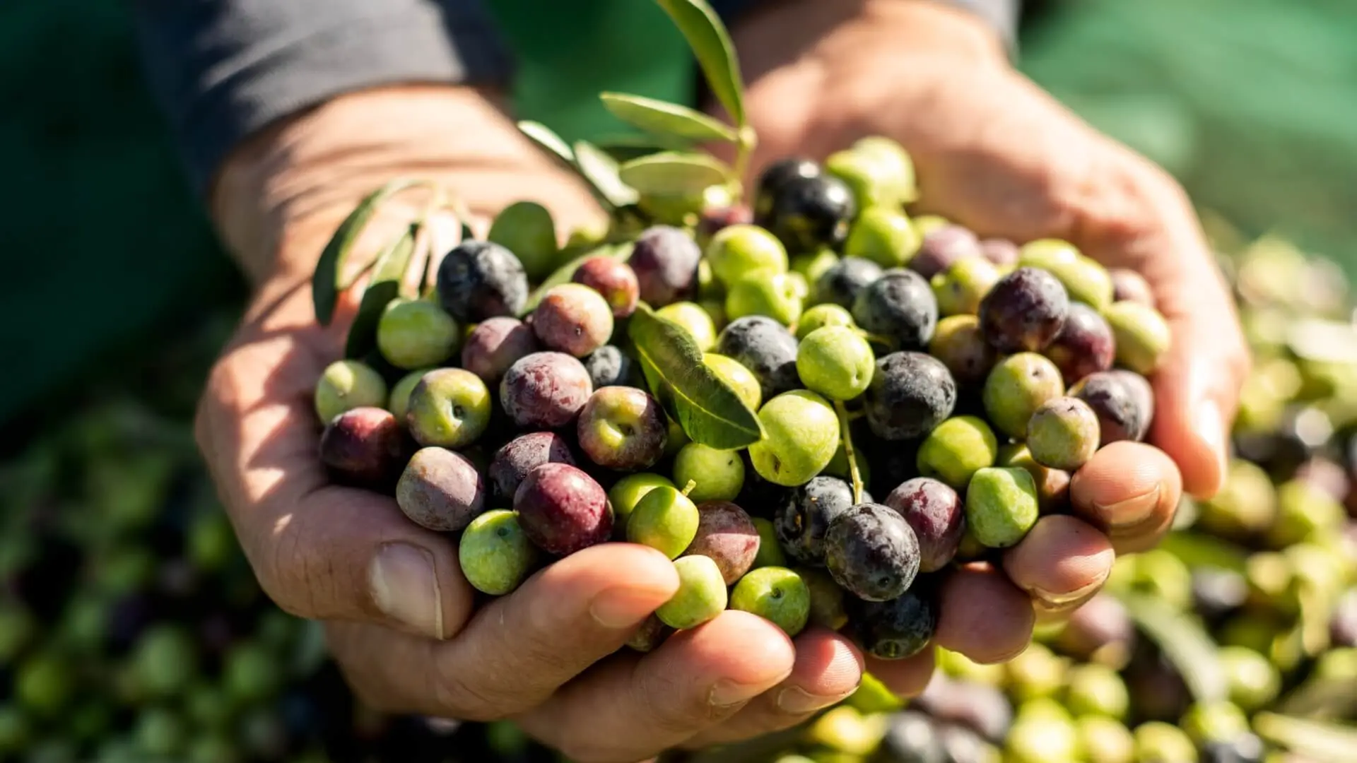 como preparar aceitunas recien sacadas del arbol - Cómo se quita el amargor de las aceitunas