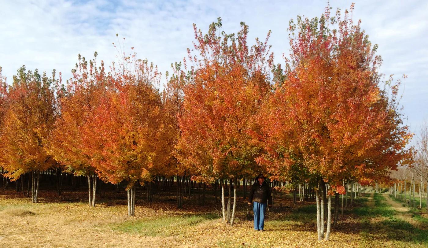 Acer Buergerianum: Guía Completa para su Cultivo - Cómo se reproduce el Acer arbol acer buergerianum - Cómo se reproduce el Acer