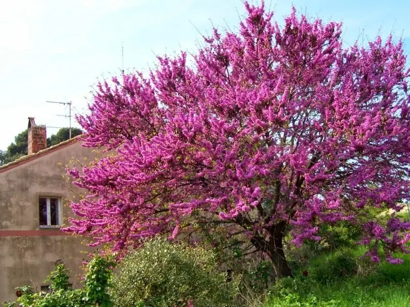 Árbol de Judea: Características, cultivo y curiosidades - Cómo se reproduce el árbol de Judea arbol de judea caracteristicas - Cómo se reproduce el árbol de Judea