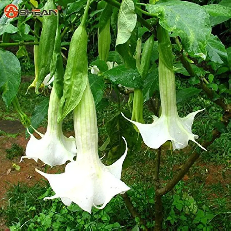 Datura Arbol: Una planta tóxica con usos medicinales - Cómo se reproduce la datura datura arbol - Cómo se reproduce la datura