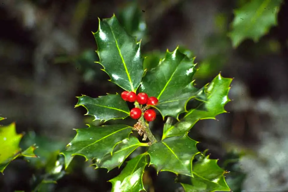 Acebo: El árbol sagrado de la Navidad y su cultivo - Cómo se sabe si un acebo es macho o hembra acebo arbol - Cómo se sabe si un acebo es macho o hembra
