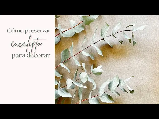 Cómo Secar Ramas de Árboles para Decoración: Guía Completa - Cómo secar unas ramas como secar ramas de arboles para decoracion - Cómo secar unas ramas
