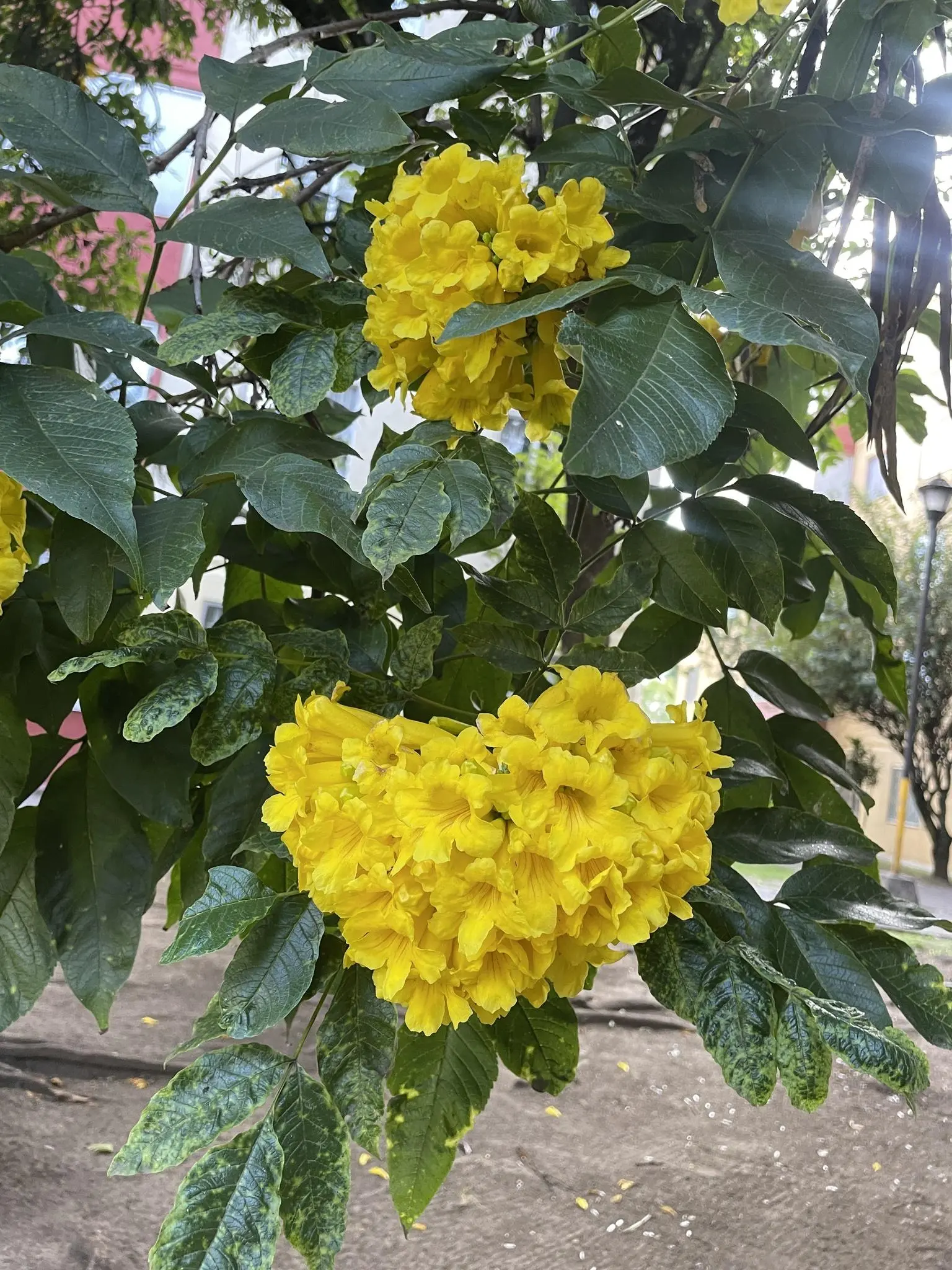 <b>Chicala</b>: Cómo sembrar, cuidar y disfrutar de este árbol frutal - Cómo sembrar chicala chicala arbol - Cómo sembrar chicala