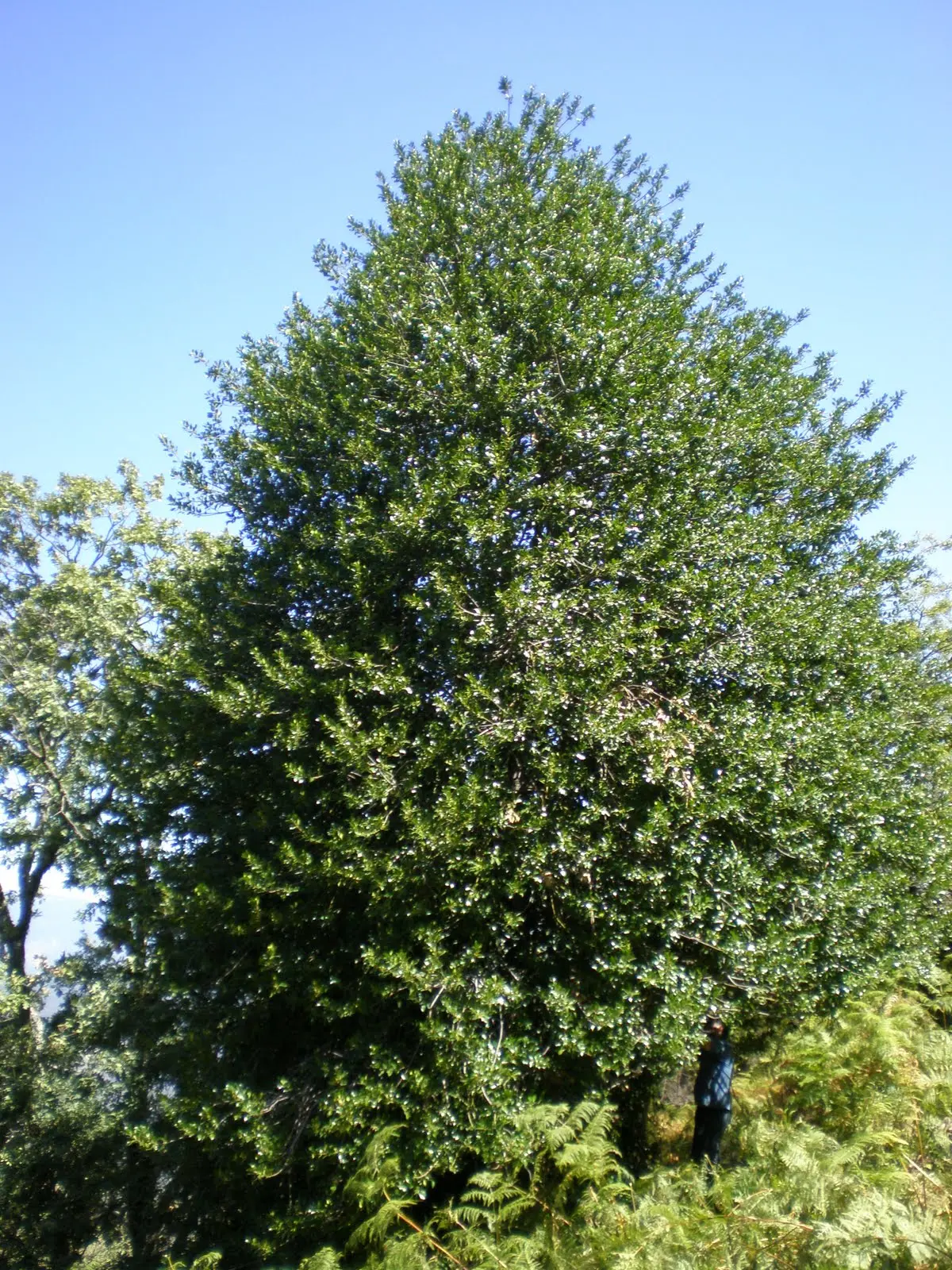 Acebo (Ilex aquifolium): Un árbol de hoja perenne con valor ecológico y cultural - Cómo son las hojas de acebo acebo arbol ilicineo - Cómo son las hojas de acebo