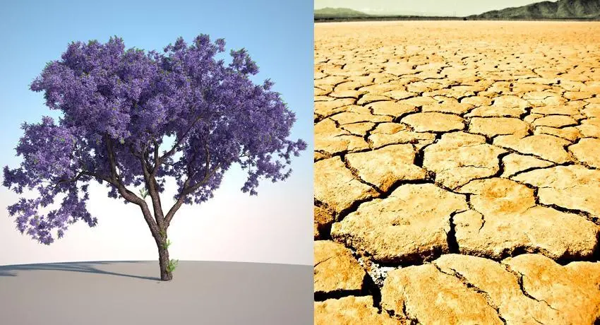 arbol kiri raices - Cómo son las raíces de la Paulownia