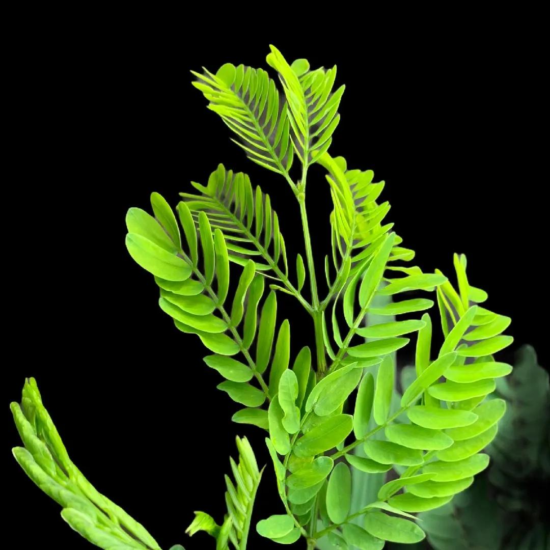 Acacia Mansa: El Árbol Ideal para tu Jardín - Cómo son las raíces del árbol de acacia acacia mansa arbol - Cómo son las raíces del árbol de acacia