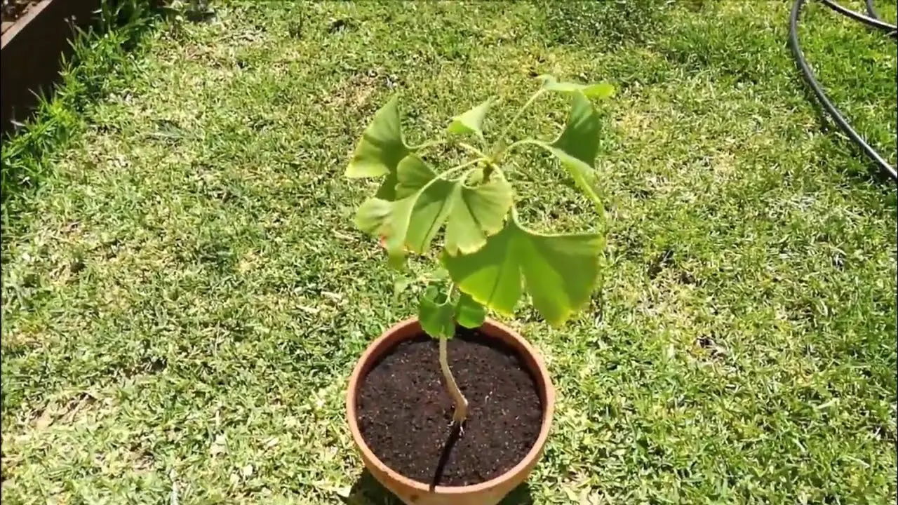 Ginkgo Biloba: Un árbol con raíces profundas y un crecimiento único - Cómo son las raíces del Ginkgo Biloba ginkgo biloba arbol crecimiento - Cómo son las raíces del Ginkgo Biloba