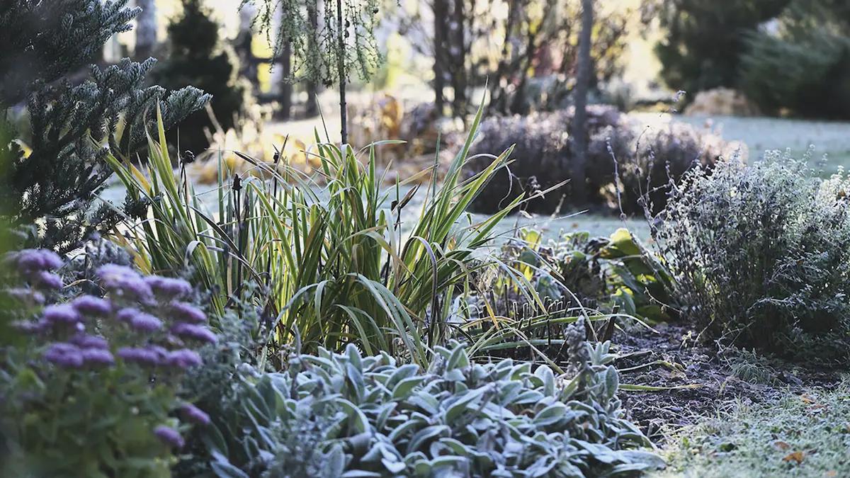 arbol frio - Cómo tapar un árbol para que no se hiele
