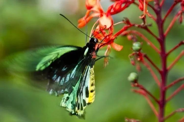 como diseñar un jardin con arboles - Cómo tener un jardín bonito
