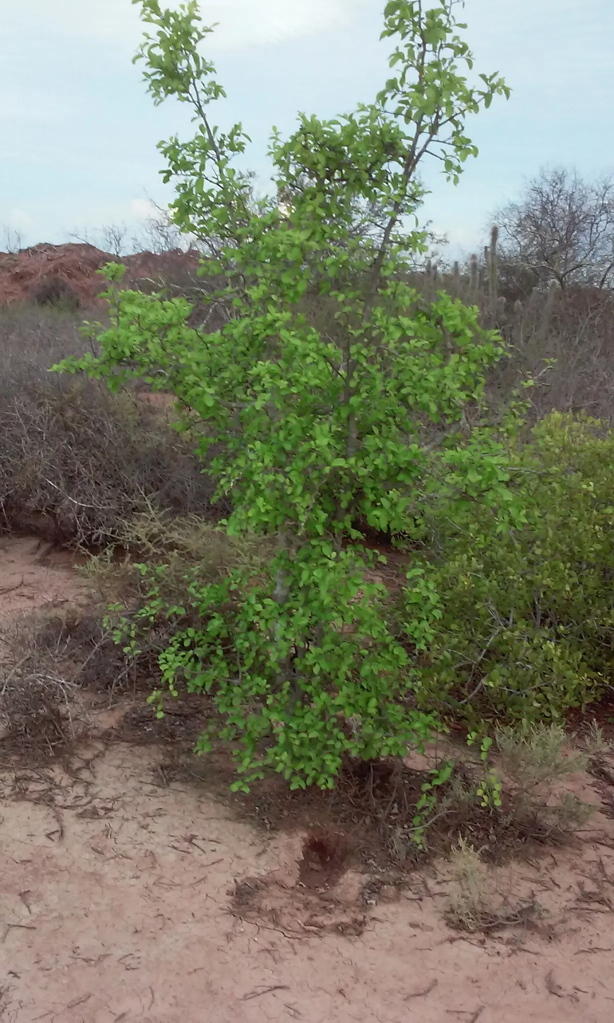 Amole Árbol: Usos, Beneficios y Propiedades - Cómo usar el amole amole arbol - Cómo usar el amole