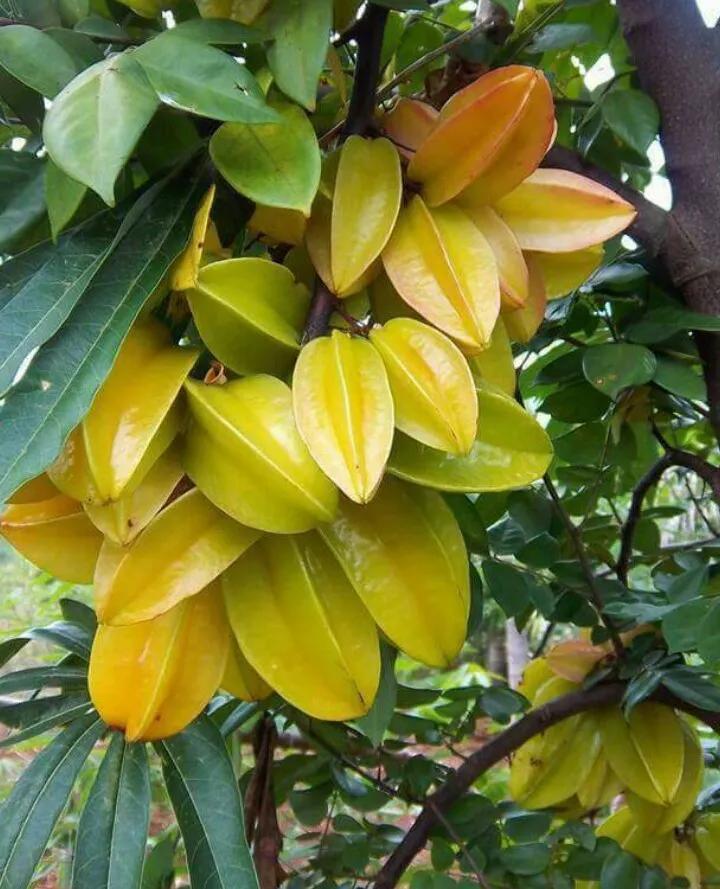 El árbol de la fruta estrella: cultivo, beneficios y usos - Cómo usar la fruta estrella arbol de fruta estrella - Cómo usar la fruta estrella