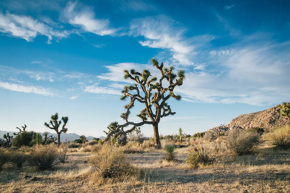 El Árbol de Josué: Un Símbolo de Fe y Esperanza en el Desierto - Crecen los árboles de Josué en Israel arbol de josue biblia - Crecen los árboles de Josué en Israel