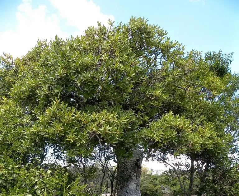 arbol canelon informacion - Cuál es el árbol canelon