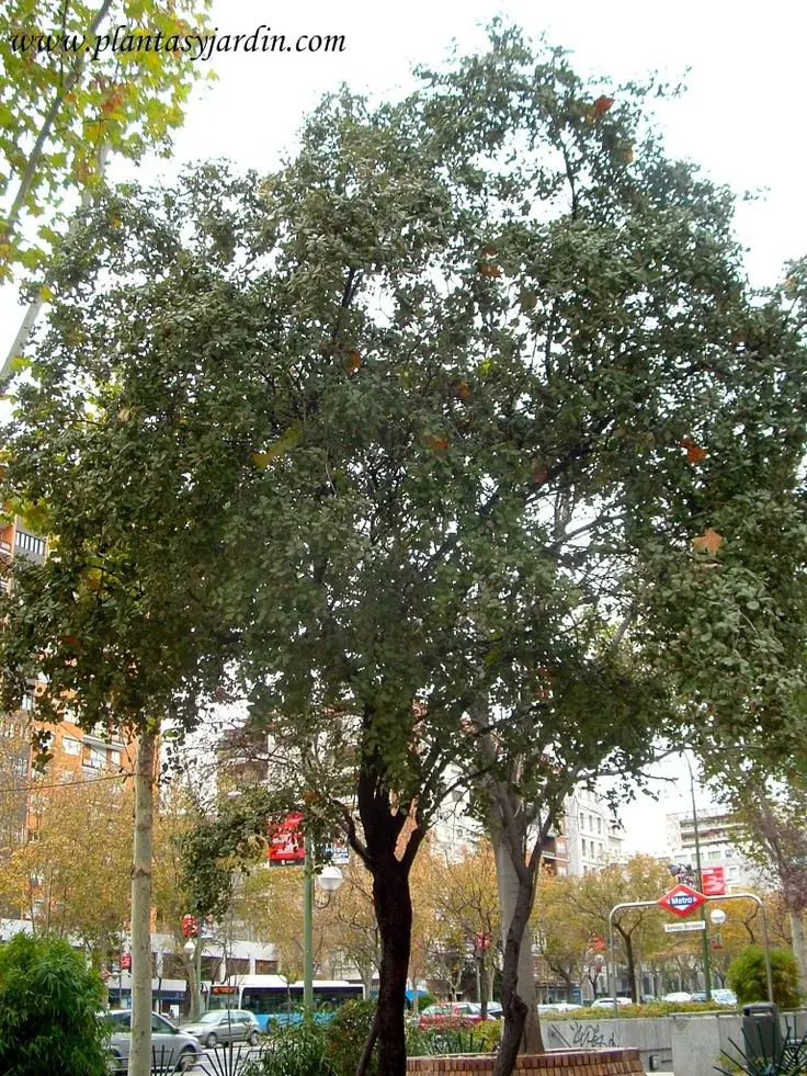 El Árbol Nacional de España: La Encina, Un Símbolo de Resistencia y Tradición - Cuál es el árbol de España arbol nacional de españa - Cuál es el árbol de España