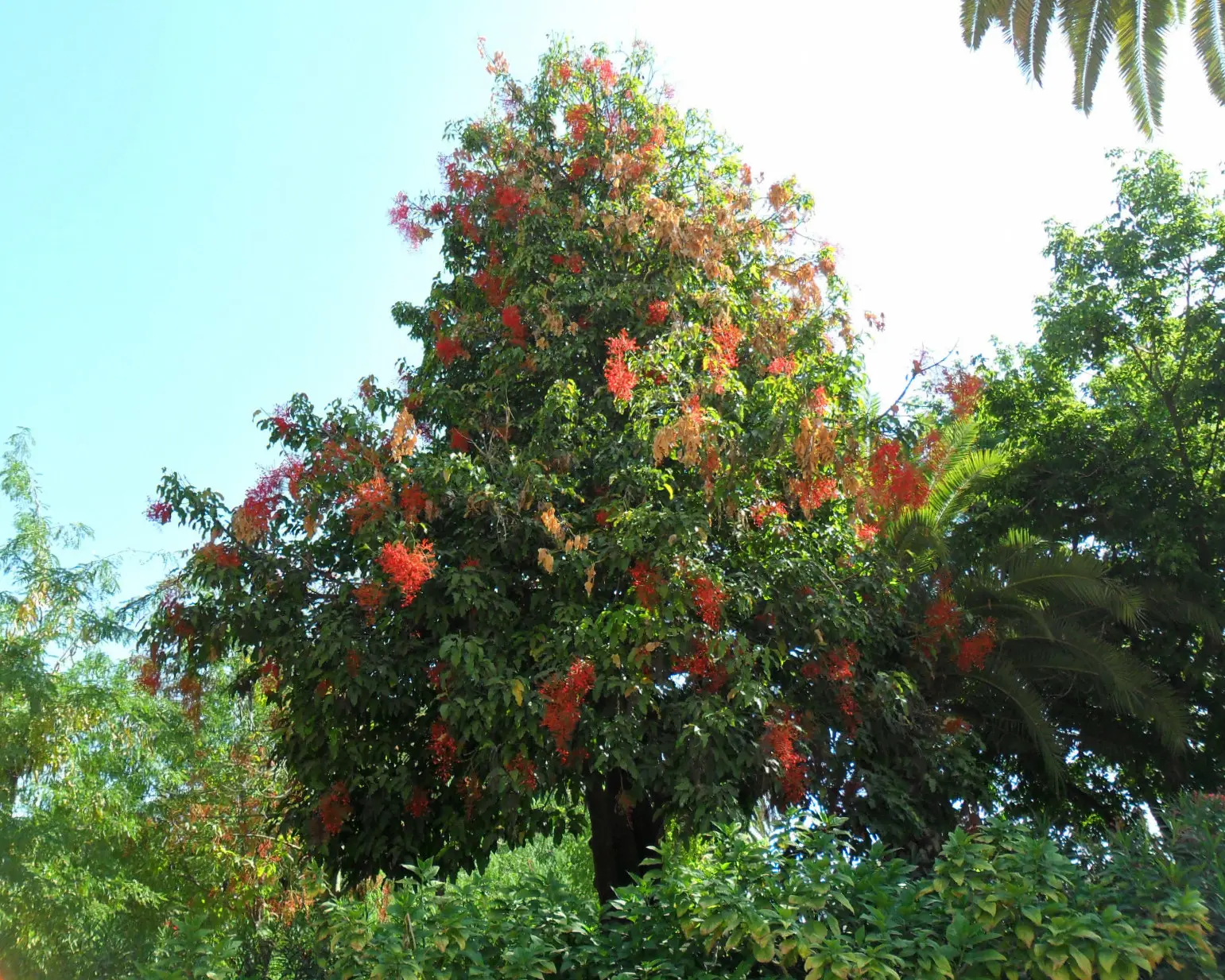 arboles de australia - Cuál es el árbol más famoso de Australia