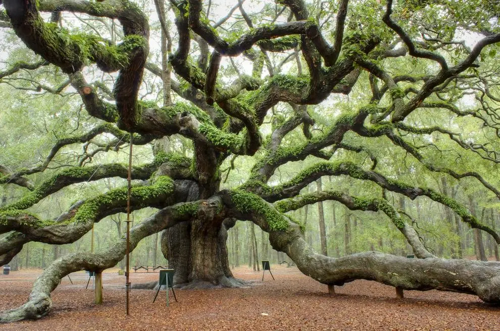 Los árboles más hermosos del mundo: Gigantes antiguos y maravillas naturales - Cuál es el árbol más hermoso del mundo arboles bonitos - Cuál es el árbol más hermoso del mundo
