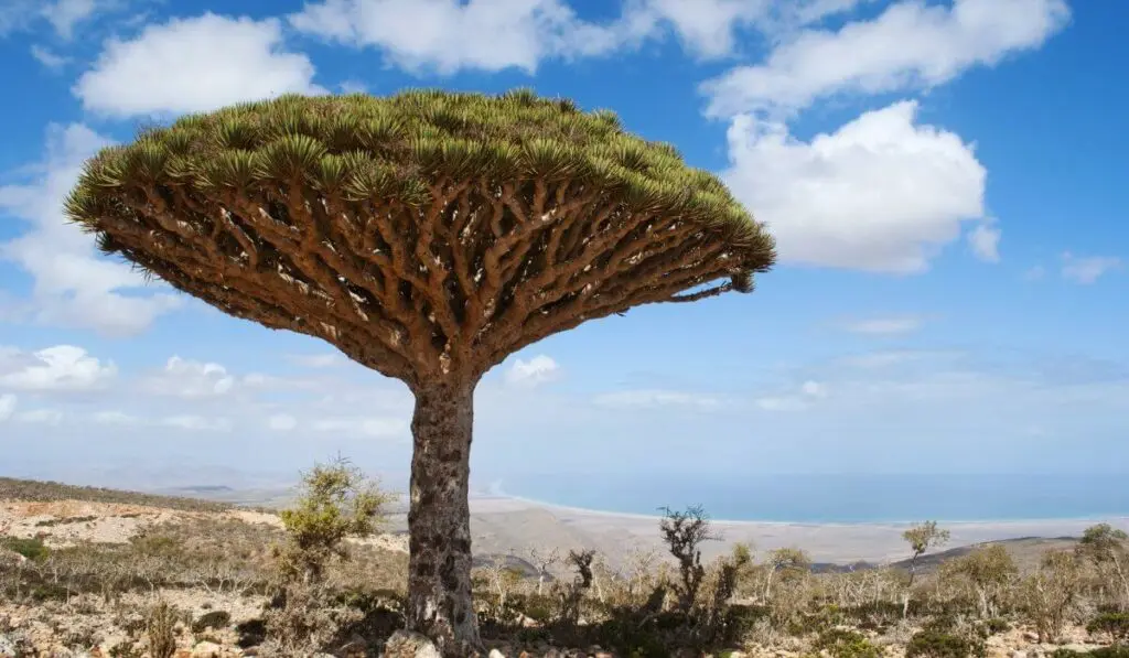 El Eucalipto Arcoíris: Un árbol de belleza multicolor - Cuál es el árbol más lindo arboles increibles del mundo - Cuál es el árbol más lindo