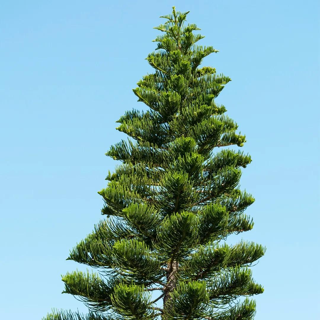 El árbol nacional de Filipinas: Narra, un símbolo de resistencia y orgullo - Cuál es el árbol nacional de Filipinas arbol ebenaceo de filipinas - Cuál es el árbol nacional de Filipinas