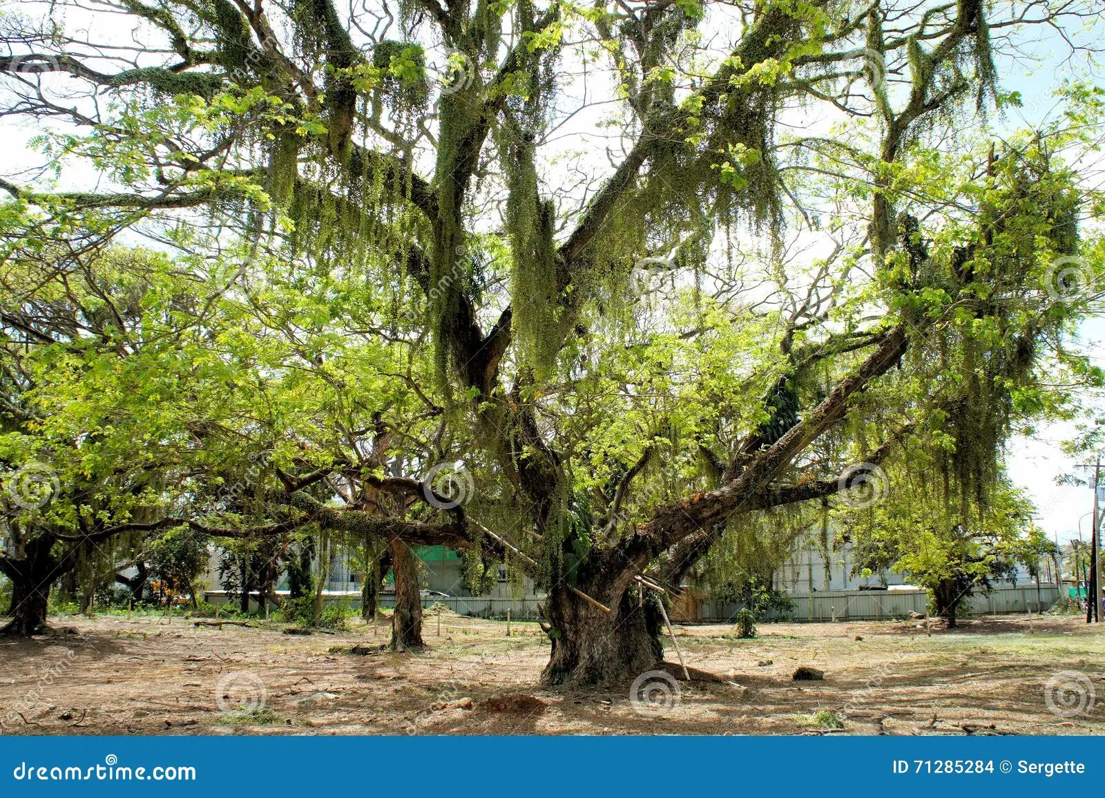 El Árbol de Narra: Un Símbolo de Filipinas - Cuál es el árbol nativo de Filipinas arbol de las filipinas - Cuál es el árbol nativo de Filipinas