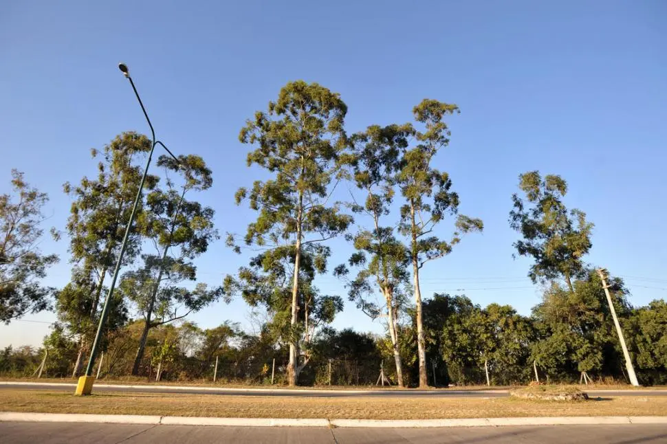Los árboles emblemáticos de Tucumán: Un recorrido por la flora autóctona - Cuál es el árbol típico de Tucumán arbol en tucuman - Cuál es el árbol típico de Tucumán
