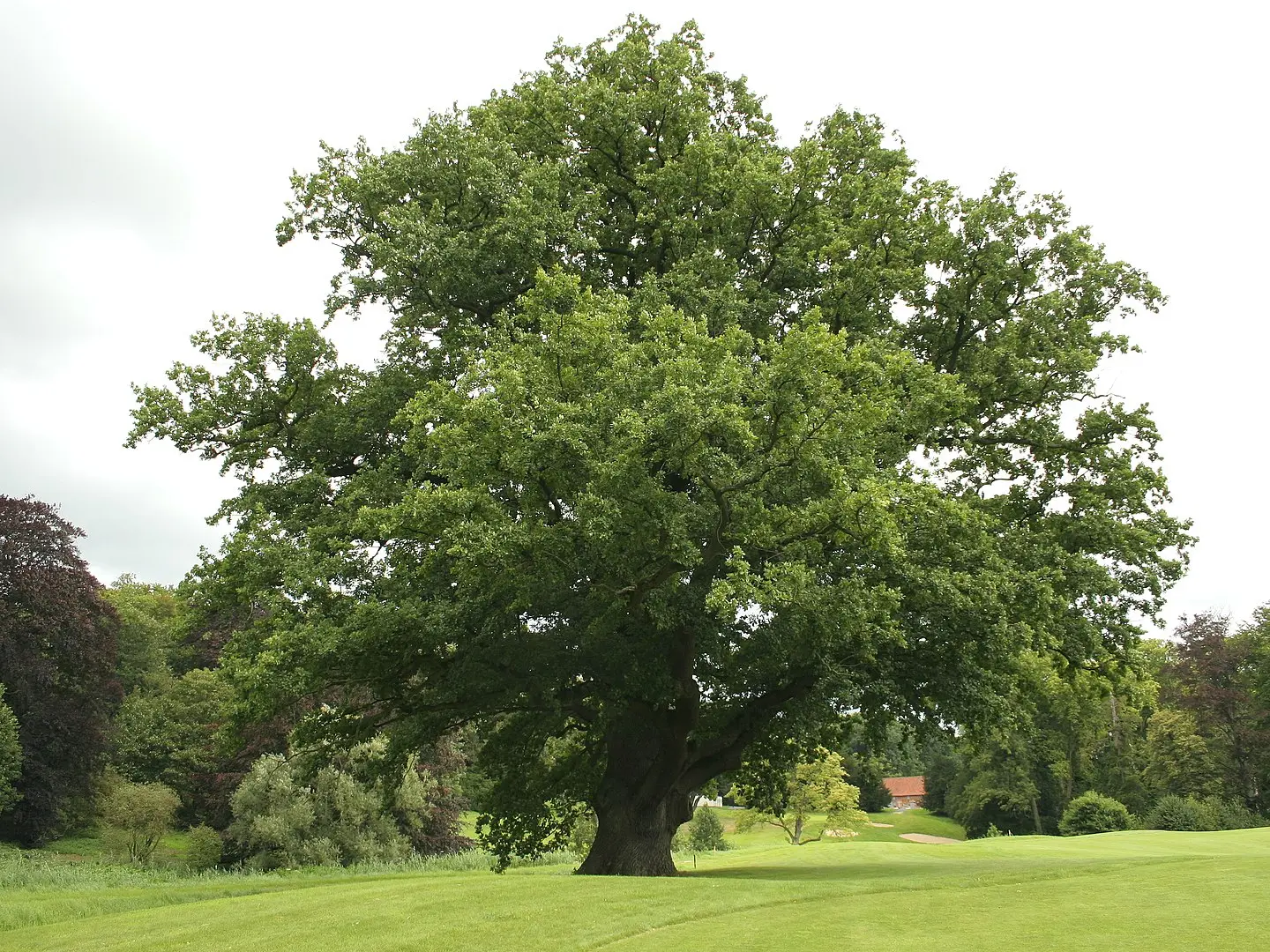 El Carballo: Un árbol emblemático de Galicia - Cuál es el fruto del carballo carballo arbol galicia - Cuál es el fruto del carballo