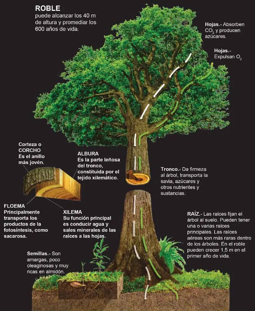 Descubre Dónde Habitan los Árboles: Un Viaje por sus Hábitats - Cuál es el hábitat del árbol donde habitan los arboles - Cuál es el hábitat del árbol
