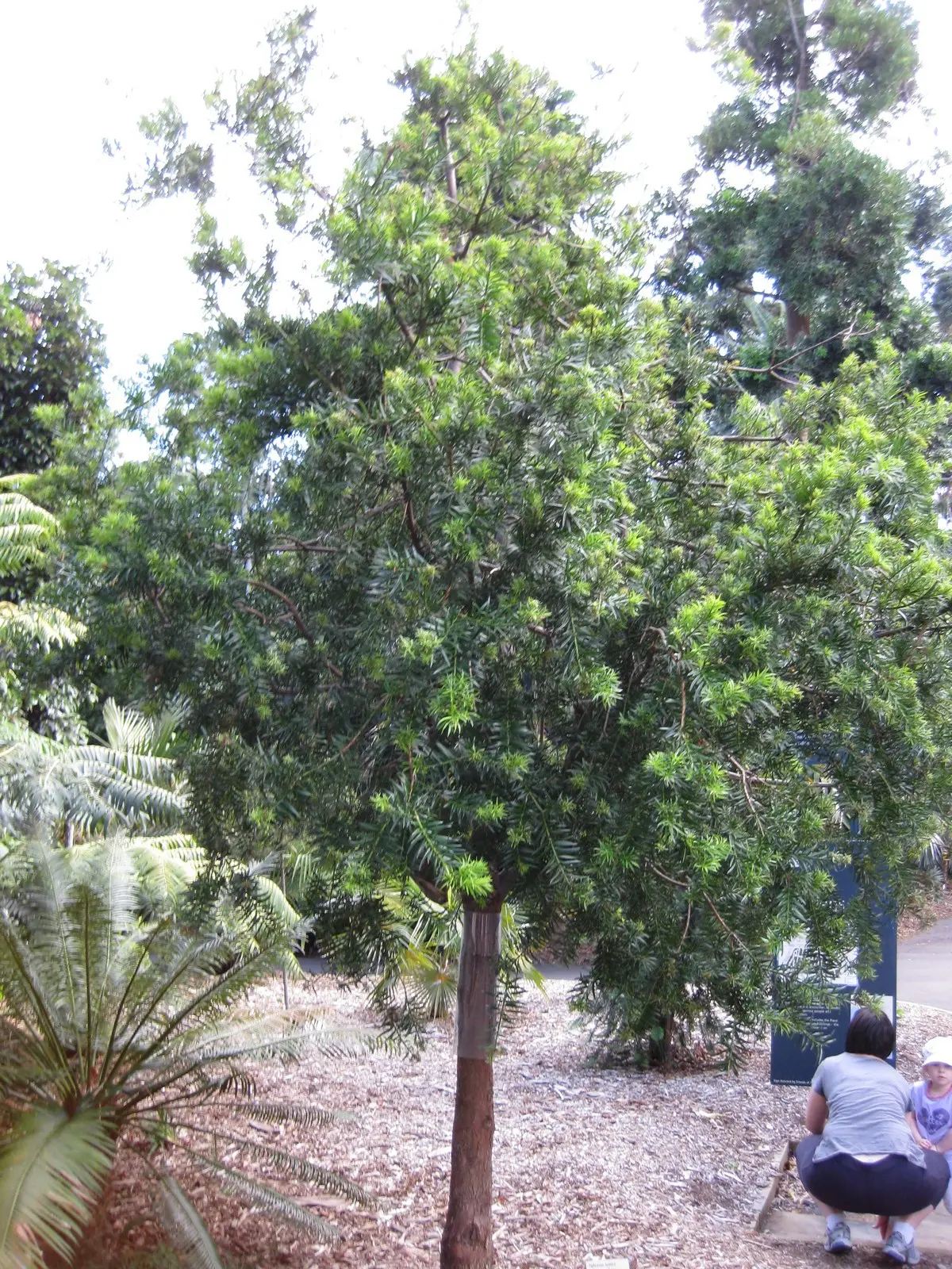 Guía Completa para Plantar y Cuidar Podocarpus: El Árbol Ideal para Tu Jardín - Cuál es el mejor lugar para plantar podocarpus arbol podocarpus - Cuál es el mejor lugar para plantar podocarpus