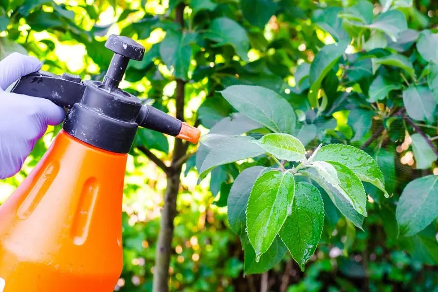 desinfectante natural para arboles frutales - Cuál es el mejor spray casero para árboles frutales