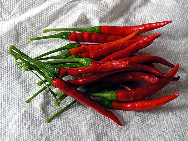 Chile de Árbol: Origen, Historia y Usos - Cuál es el origen de chile chile de arbol de donde proviene - Cuál es el origen de chile
