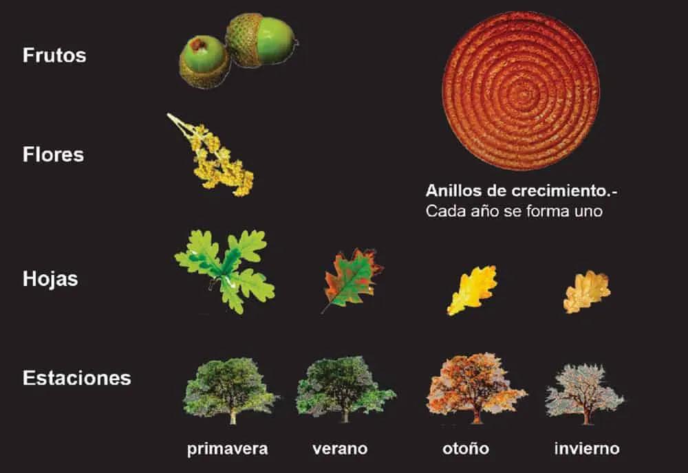 El Origen de los Árboles: Una Historia Evolutiva de Millones de Años - Cuál es el origen de los árboles de donde proviene el arbol - Cuál es el origen de los árboles