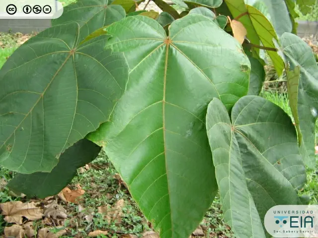 El Árbol de Balsa en Colombia: Un Tesoro Ligero con Múltiples Usos - Cuál es el palo de balso arbol de balso en colombia - Cuál es el palo de balso