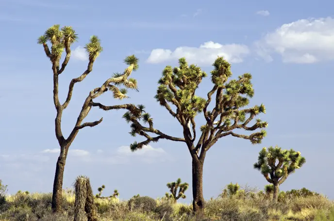 El Árbol de Josué: Un Símbolo de Fe y Esperanza en el Desierto - Cuál es el significado del árbol de Josué en la Biblia arbol de josue biblia - Cuál es el significado del árbol de Josué en la Biblia