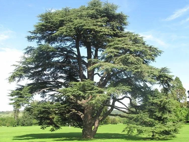 Madera de Cedro: Propiedades, Usos y Beneficios - Cuál es el uso del cedro arbol de cedro para que sirve - Cuál es el uso del cedro