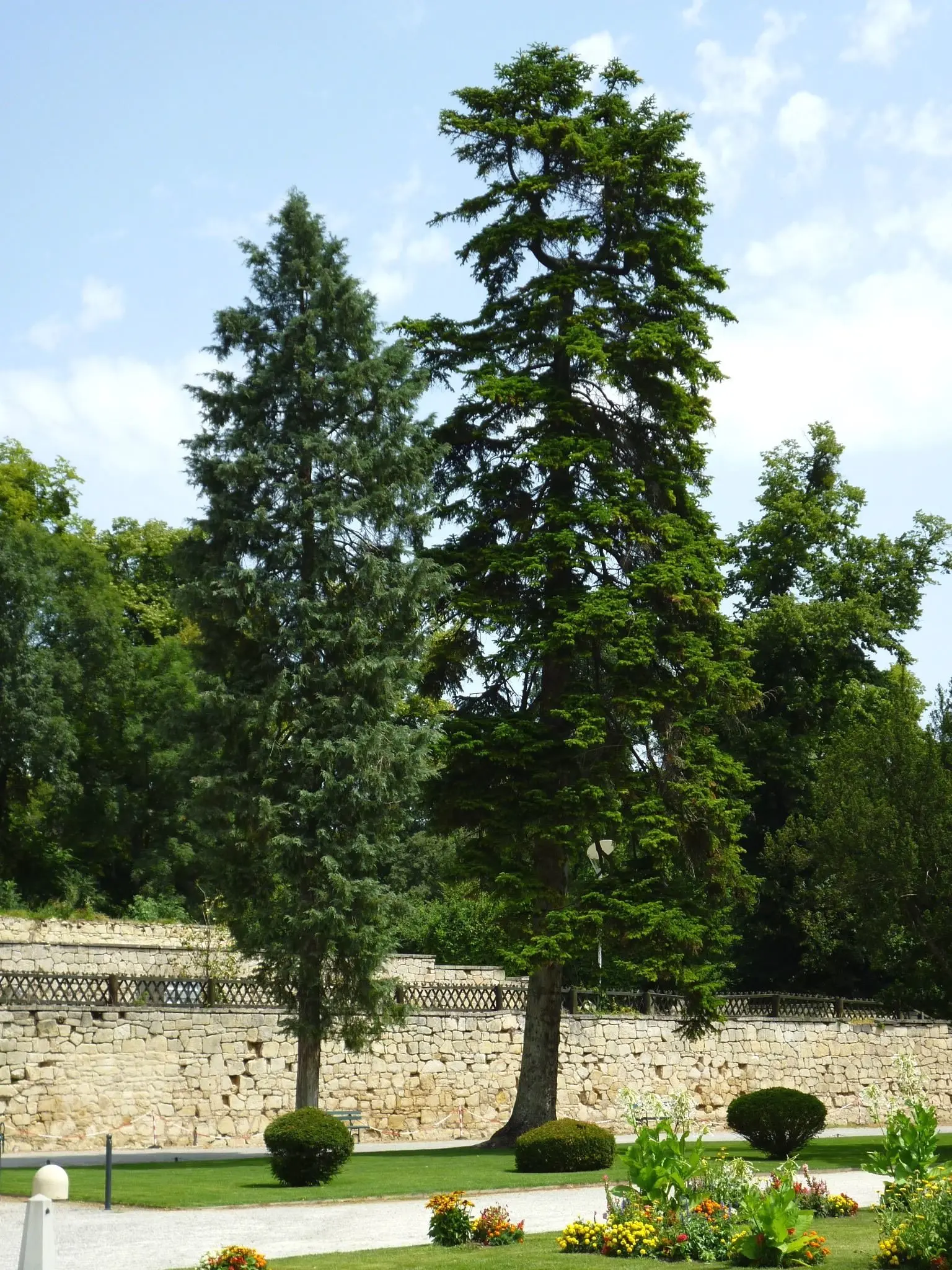arbol conifero abietaceo - Cuál es la diferencia entre árboles de hoja caduca y coníferas