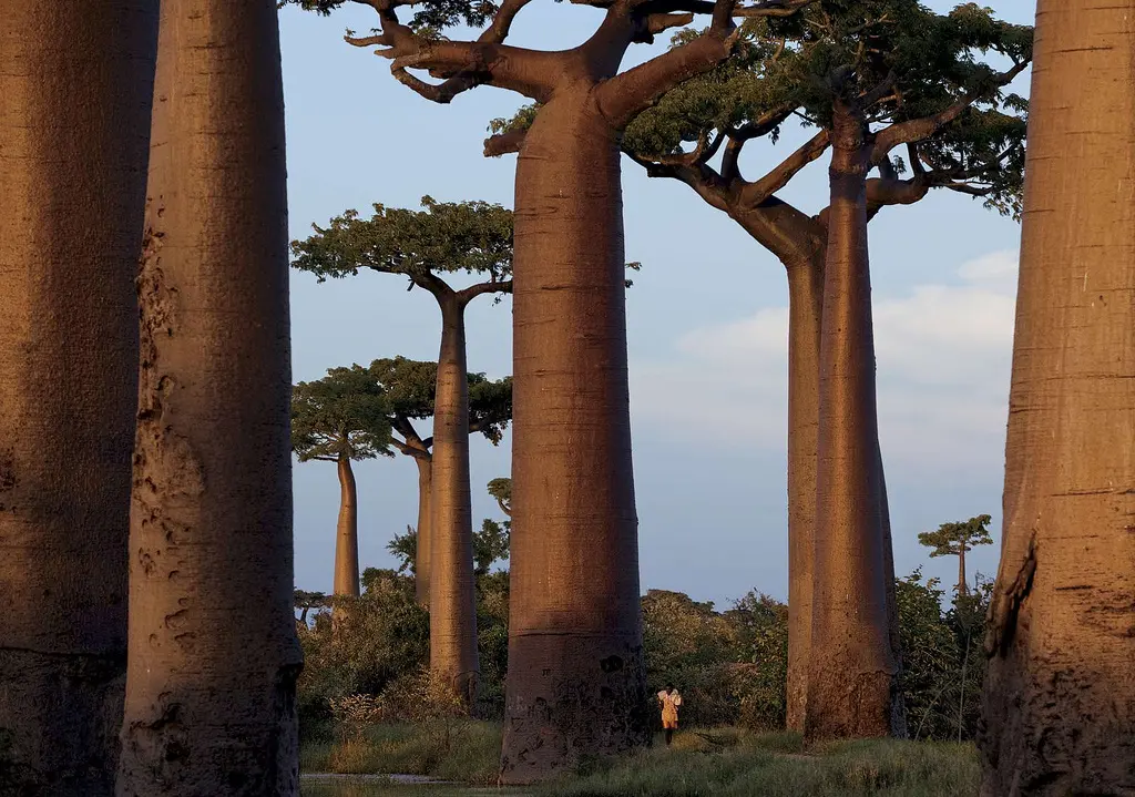 Baobab vs. Árbol Botella: Descubre las Diferencias Clave - Cuál es la diferencia entre un árbol de baobab y un árbol de botella arbol botella baobab - Cuál es la diferencia entre un árbol de baobab y un árbol de botella