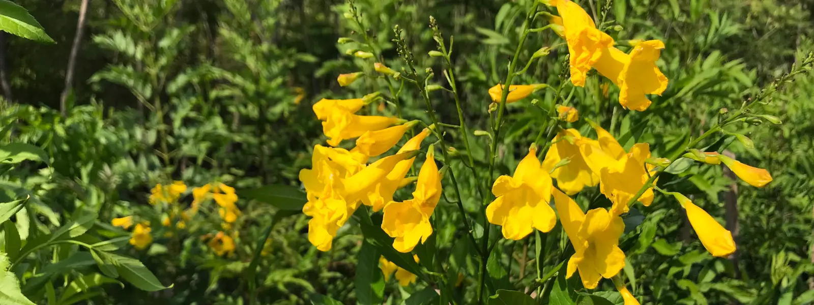 El Árbol de San Pedro: Un Viaje a Través de la Historia y la Espiritualidad - Cuál es la flor de San Pedro arbol de san pedro - Cuál es la flor de San Pedro