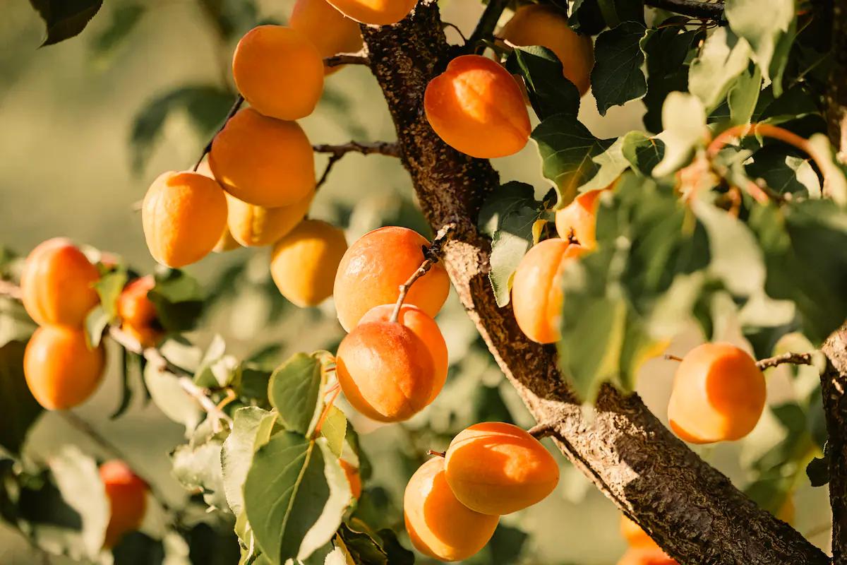 El Misterio del Árbol con las Cinco Vocales: Descifrando el Acertijo - Cuál es la fruta que tiene las 5 vocales arbol con las cinco vocales - Cuál es la fruta que tiene las 5 vocales