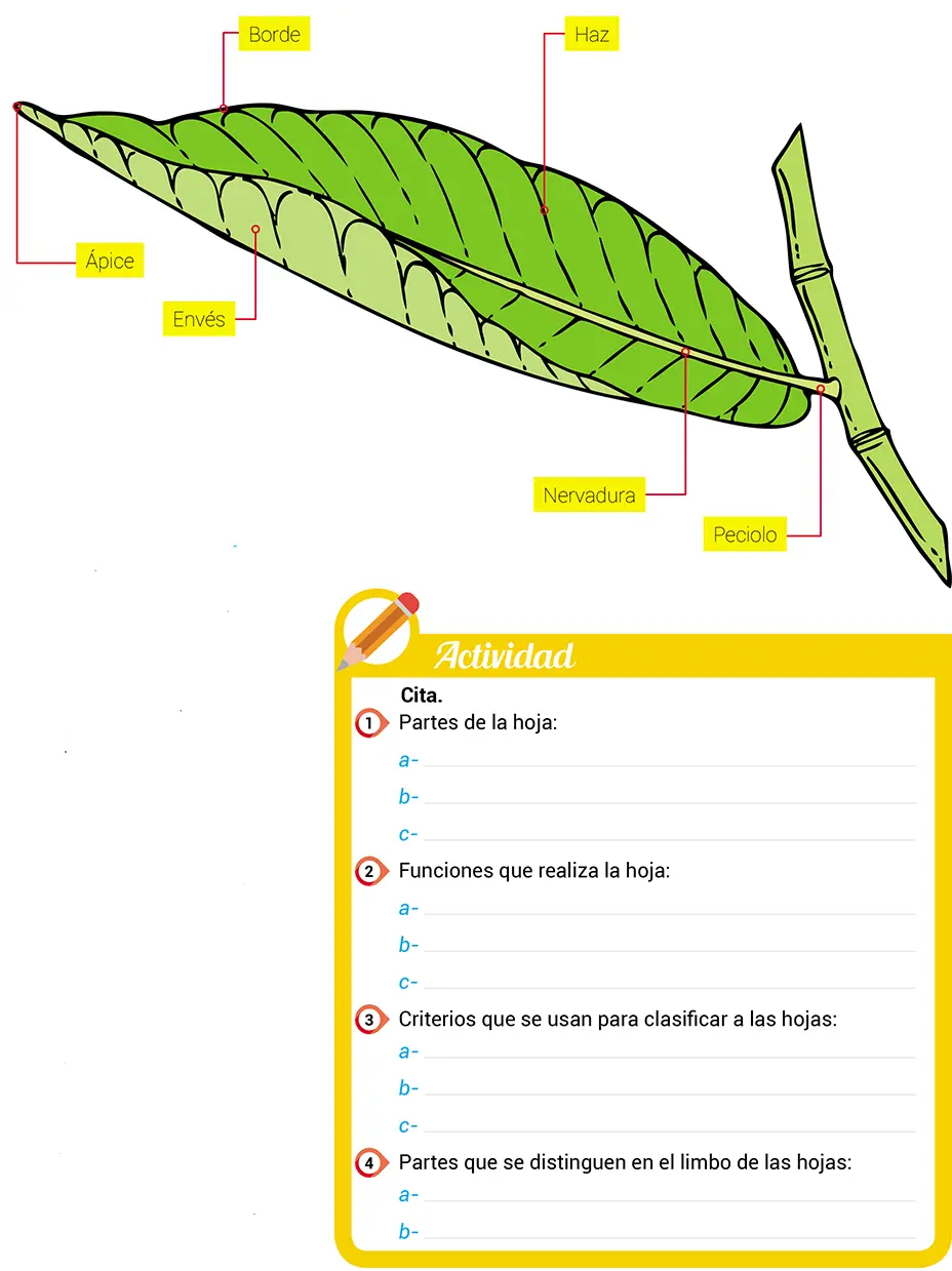 Función de las Hojas en los Árboles: La Fábrica de Alimentos - Cuál es la función de las hojas en la fotosíntesis cuál es la función de las hojas delos árboles - Cuál es la función de las hojas en la fotosíntesis