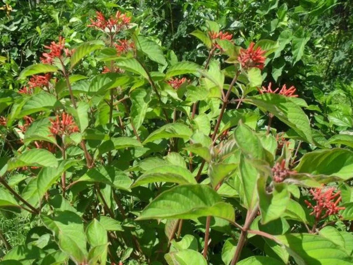 El Árbol de Siguapate: Propiedades, Usos y Beneficios - Cuál es la hoja de Siguapate arbol de siguapate - Cuál es la hoja de Siguapate