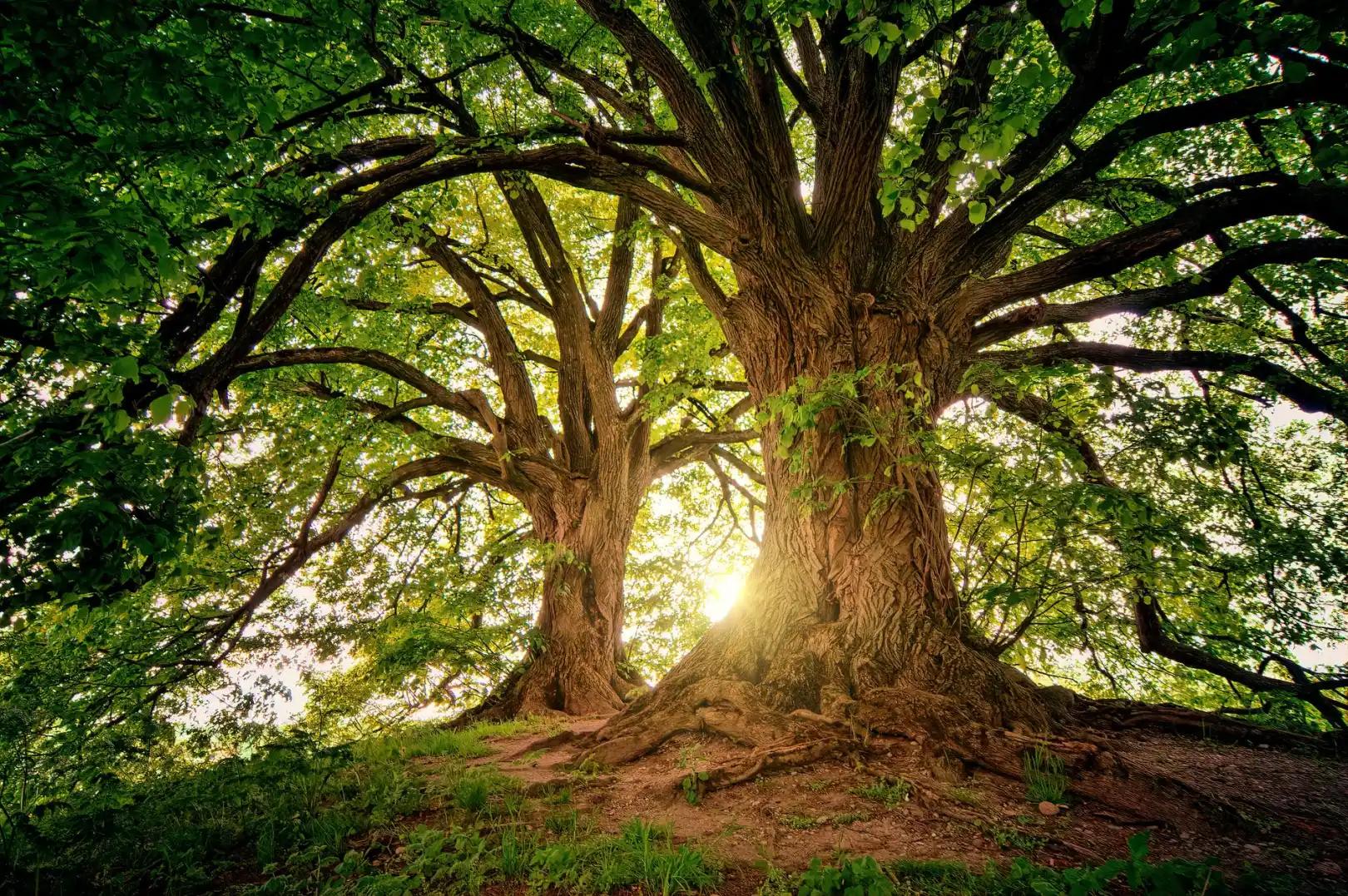 Madera Resistente al Agua: Guía Completa de Especies y Características - Cuál es la madera que no se pudre arbol de madera resistente - Cuál es la madera que no se pudre