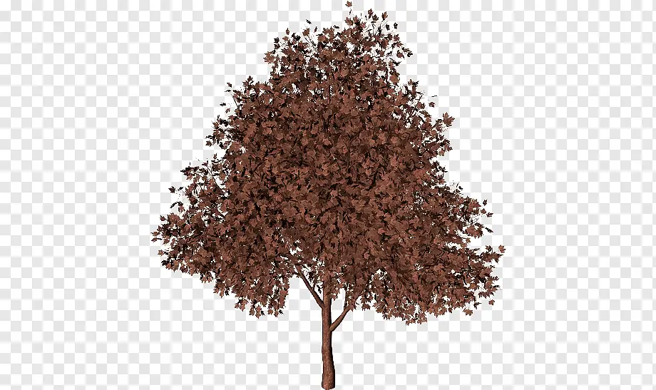 arbol marron - Cual es la parte del arbol