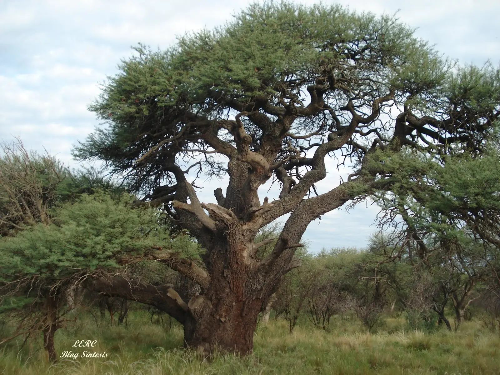 El Árbol de la Pampa: Un Viaje a la Vegetación de la Llanura - Cuál es la vegetación de la pampa arbol tipico de la pampa - Cuál es la vegetación de la pampa