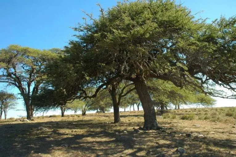 Los árboles nativos de Corrientes: Una exploración de la flora provincial - Cuál es la vegetación de la provincia de Corrientes arbol tipico de corrientes - Cuál es la vegetación de la provincia de Corrientes