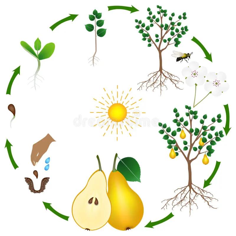 ciclo de vida de un arbol de mango - Cuál es la vida útil de un árbol de mango