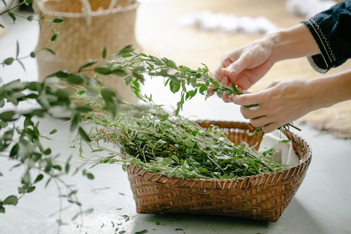 Guía Completa para Plantar Hierbas Aromáticas en tu Jardín Arbolado - Cuáles son las 7 hierbas de olor hierbad aromaticas en jardin arbolado - Cuáles son las 7 hierbas de olor