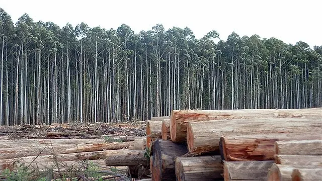 tala de arboles en chile - Cuáles son las causas de la deforestación en Chile