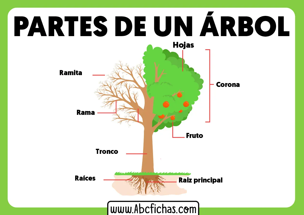 partes del tallo de un arbol - Cuáles son las partes del tallo