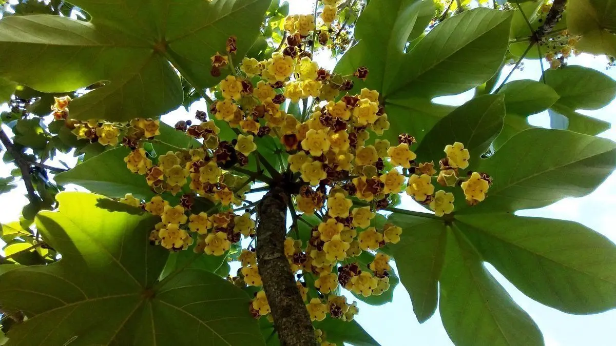 <b>Árboles Protegidos en Venezuela:</b> Una Mirada a la Conservación de la Flora Nacional - Cuáles son los árboles patrimoniales de Venezuela arboles protegidos en venezuela - Cuáles son los árboles patrimoniales de Venezuela