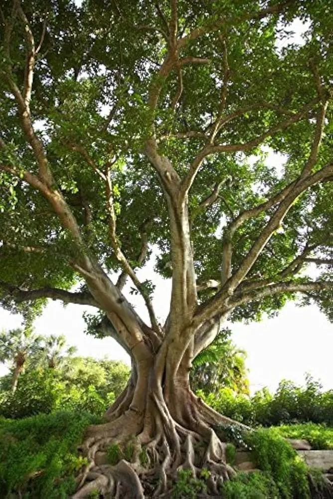 El árbol Pipal: Un símbolo sagrado de la naturaleza y la espiritualidad - Cuales son los beneficios del pipal arbol pipal - Cuales son los beneficios del pipal