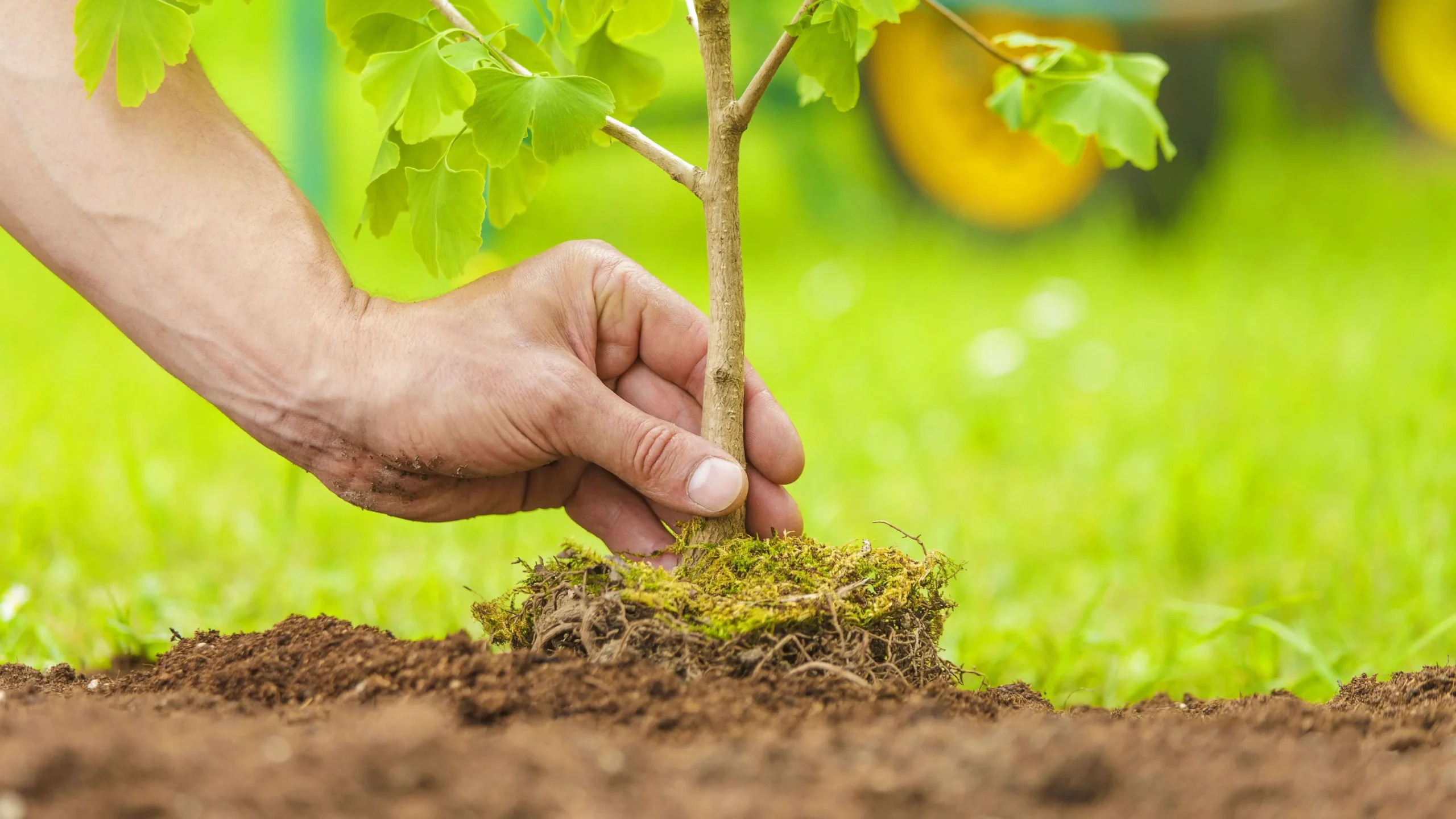 epoca de plantacion de arboles - Cuáles son los mejores meses para sembrar